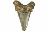 Bargain, Angustidens Tooth - Megalodon Ancestor #163299-1